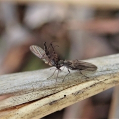 Therevidae (family) at Holt, ACT - 15 Jun 2021 03:59 PM