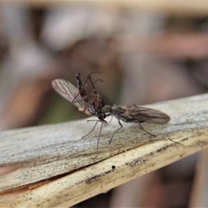 Therevidae (family) at Holt, ACT - 15 Jun 2021 03:59 PM