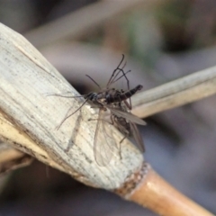 Therevidae (family) at Holt, ACT - 15 Jun 2021 03:59 PM