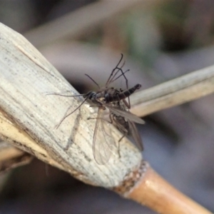 Therevidae (family) at Holt, ACT - 15 Jun 2021 03:59 PM