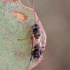 Eupelmidae (family) (Eupelmid wasp) at Cook, ACT - 11 May 2021 by CathB