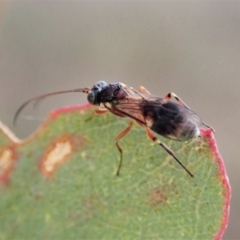 Eupelmidae (family) at Mount Painter - 11 May 2021 04:56 PM