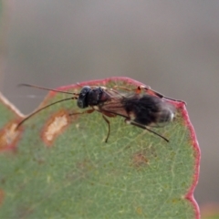 Eupelmidae (family) at Mount Painter - 11 May 2021 04:56 PM