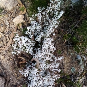 Leucopogon attenuatus at Fadden, ACT - 20 Aug 2021