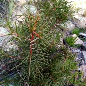 Hakea decurrens at Fadden, ACT - 20 Aug 2021 01:20 PM