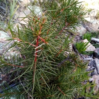 Hakea decurrens (Bushy Needlewood) at Fadden, ACT - 20 Aug 2021 by Liam.m