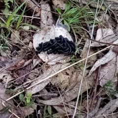 Unidentified Insect at Fadden, ACT - 20 Aug 2021 by Liam.m