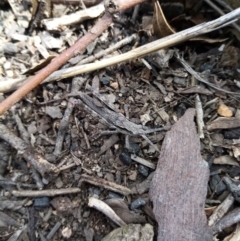 Coryphistes ruricola (Bark-mimicking Grasshopper) at Fadden, ACT - 20 Aug 2021 by Liam.m