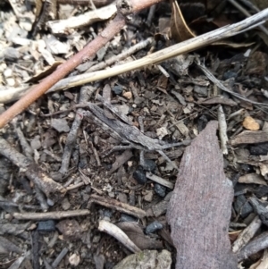 Coryphistes ruricola at Fadden, ACT - 20 Aug 2021