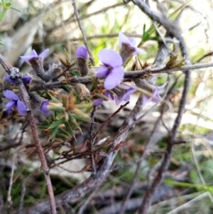 Hovea heterophylla at Fadden, ACT - 20 Aug 2021