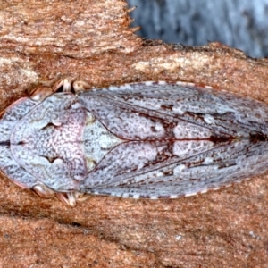 Stenocotis depressa at Majura, ACT - 6 Aug 2021