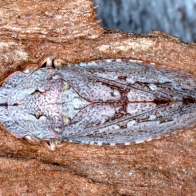 Stenocotis depressa (Leafhopper) at Majura, ACT - 6 Aug 2021 by jbromilow50