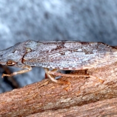 Stenocotis depressa at Majura, ACT - 6 Aug 2021