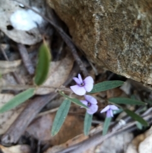 Hovea heterophylla at Fadden, ACT - 20 Aug 2021 01:05 PM