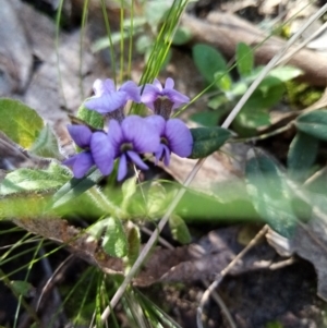 Hovea heterophylla at Fadden, ACT - 20 Aug 2021 01:03 PM