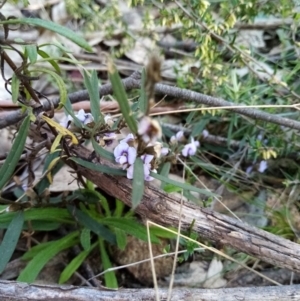 Hovea heterophylla at Wanniassa, ACT - 20 Aug 2021