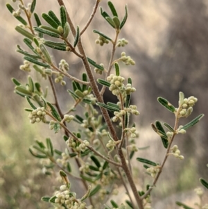 Pomaderris angustifolia at Kambah, ACT - 20 Aug 2021 03:45 PM