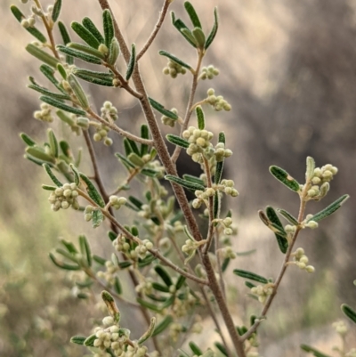 Pomaderris angustifolia (Pomaderris) at Bullen Range - 20 Aug 2021 by HelenCross