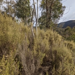 Pomaderris angustifolia at Kambah, ACT - 20 Aug 2021 03:45 PM