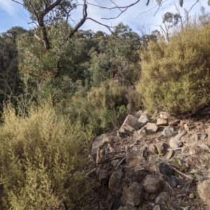 Pomaderris angustifolia at Kambah, ACT - 20 Aug 2021 03:45 PM