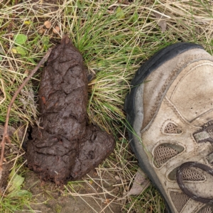 Sus scrofa at Bullen Range - 20 Aug 2021