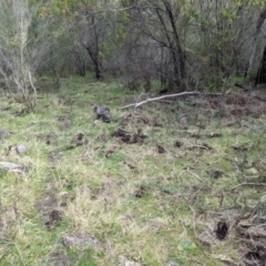 Sus scrofa at Bullen Range - 20 Aug 2021