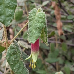 Correa reflexa var. reflexa (Common Correa, Native Fuchsia) at Kambah, ACT - 20 Aug 2021 by HelenCross