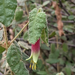 Correa reflexa var. reflexa at Kambah, ACT - 20 Aug 2021