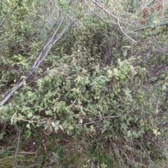 Correa reflexa var. reflexa at Kambah, ACT - 20 Aug 2021