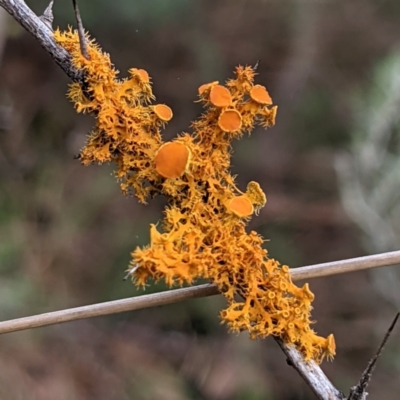 Teloschistes sp. (genus) (A lichen) at Kambah, ACT - 20 Aug 2021 by HelenCross