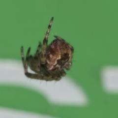 Salsa fuliginata (Sooty Orb-weaver) at Higgins, ACT - 21 Jul 2021 by AlisonMilton