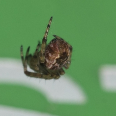 Salsa fuliginata (Sooty Orb-weaver) at Higgins, ACT - 21 Jul 2021 by AlisonMilton