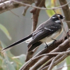 Rhipidura albiscapa (Grey Fantail) at Thurgoona, NSW - 20 Aug 2021 by PaulF