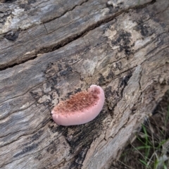 Rhodofomitopsis lilacinogilva complex (Lilac Shelf Fungus) at Thurgoona, NSW - 19 Aug 2021 by Darcy