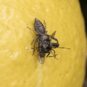 Opisthoncus grassator at Higgins, ACT - 21 Jul 2021