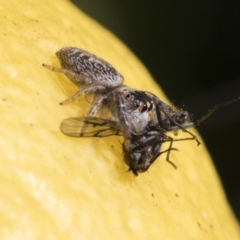 Opisthoncus grassator at Higgins, ACT - 21 Jul 2021