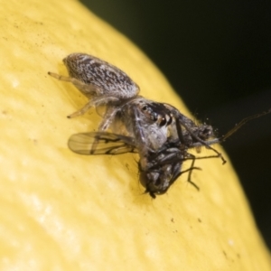 Opisthoncus grassator at Higgins, ACT - 21 Jul 2021