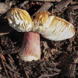 Russula sp. at Higgins, ACT - 27 Jun 2021