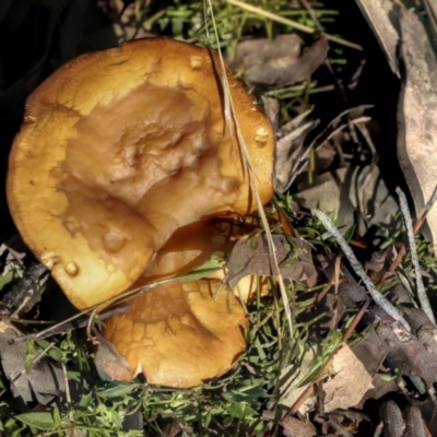 Unidentified Cap on a stem; gills below cap [mushrooms or mushroom-like] at Higgins, ACT - 27 Jun 2021 by AlisonMilton