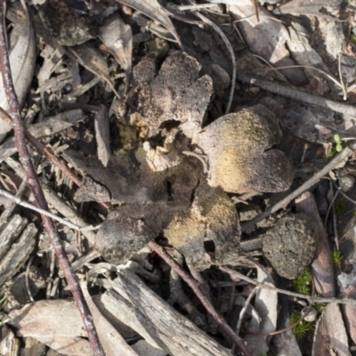 Scleroderma sp. (Scleroderma) at Bruce Ridge to Gossan Hill - 22 Jul 2021 by AlisonMilton