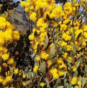 Acacia buxifolia subsp. buxifolia at Cook, ACT - 19 Aug 2021 10:13 AM