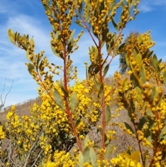 Acacia buxifolia subsp. buxifolia at Cook, ACT - 19 Aug 2021 10:13 AM