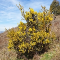 Acacia buxifolia subsp. buxifolia at Cook, ACT - 19 Aug 2021 10:13 AM