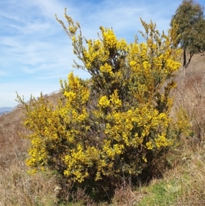 Acacia buxifolia subsp. buxifolia at Cook, ACT - 19 Aug 2021 10:13 AM