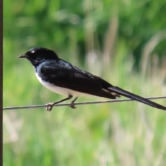 Rhipidura leucophrys at Gilmore, ACT - 20 Aug 2021