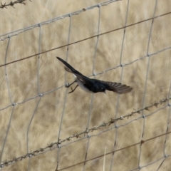 Rhipidura leucophrys at Gilmore, ACT - 20 Aug 2021