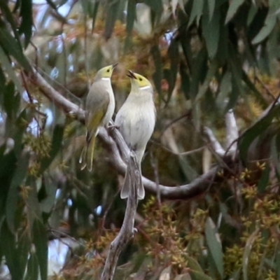 Ptilotula penicillata (White-plumed Honeyeater) at Gilmore Paddocks - 20 Aug 2021 by RodDeb