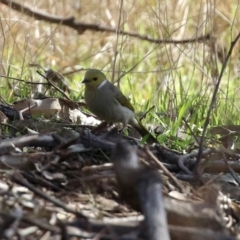 Ptilotula penicillata at Gilmore, ACT - 20 Aug 2021