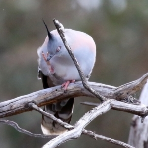 Ocyphaps lophotes at Gilmore, ACT - 20 Aug 2021