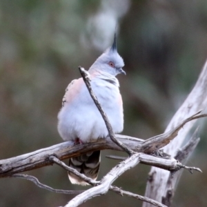 Ocyphaps lophotes at Gilmore, ACT - 20 Aug 2021 12:43 PM